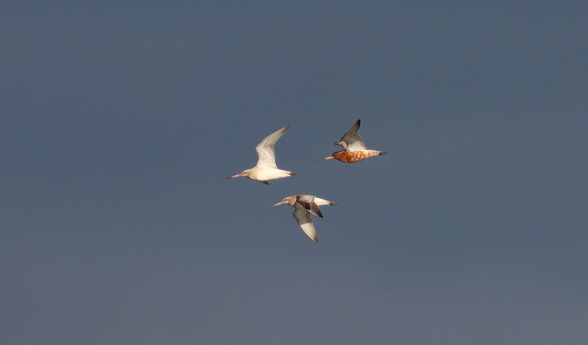 Грицик малий - ML645023839