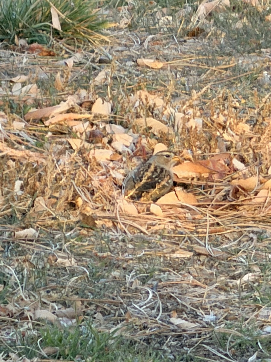 Бруант білобровий - ML645023840