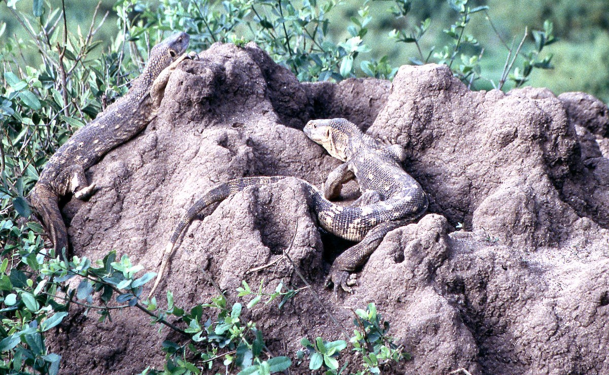 Animals - ML645023843