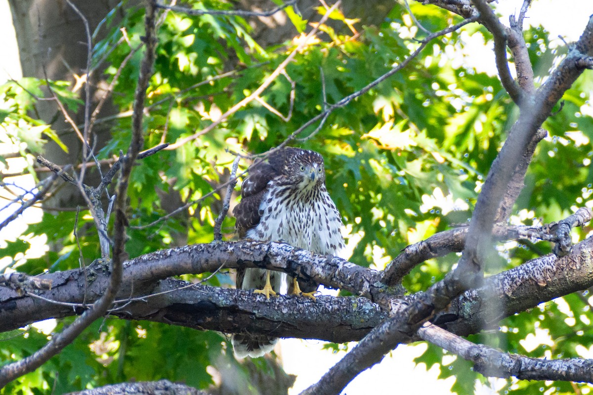 Яструб чорноголовий - ML645023844