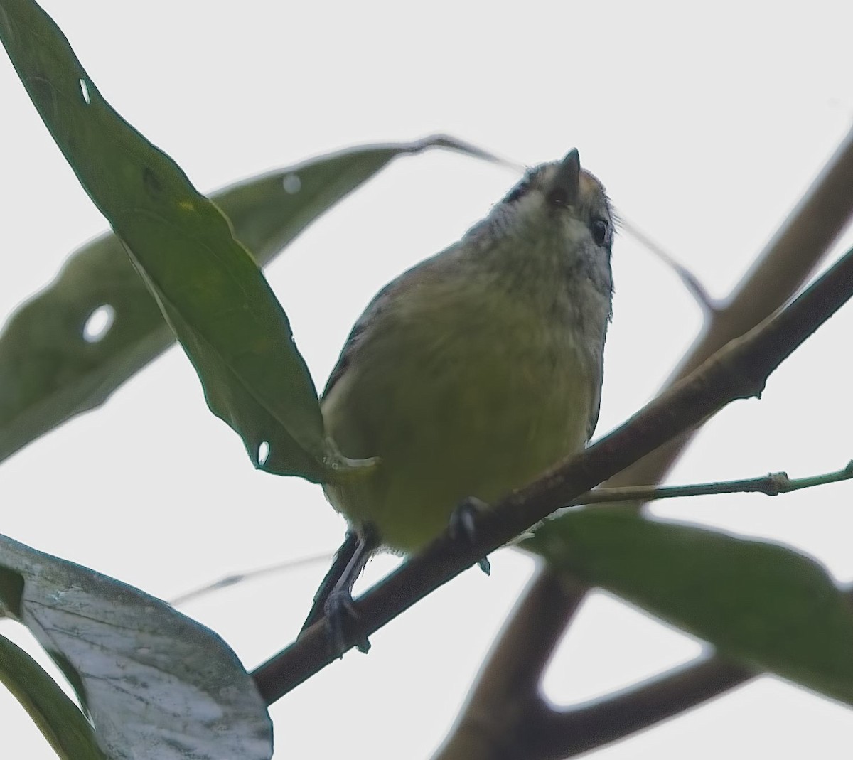 Каатинга рудокрила - ML645023845