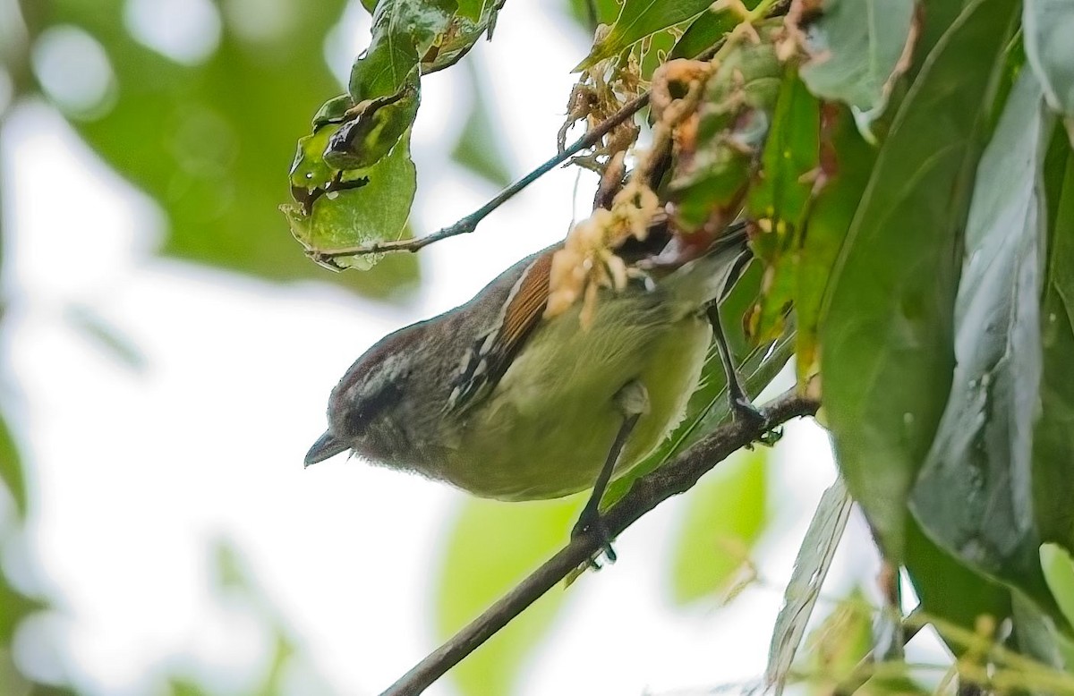 Каатинга рудокрила - ML645023846