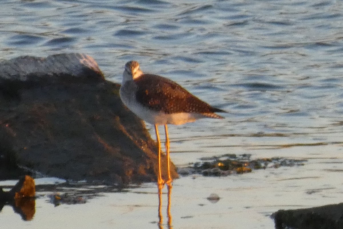 Коловодник строкатий - ML645023847