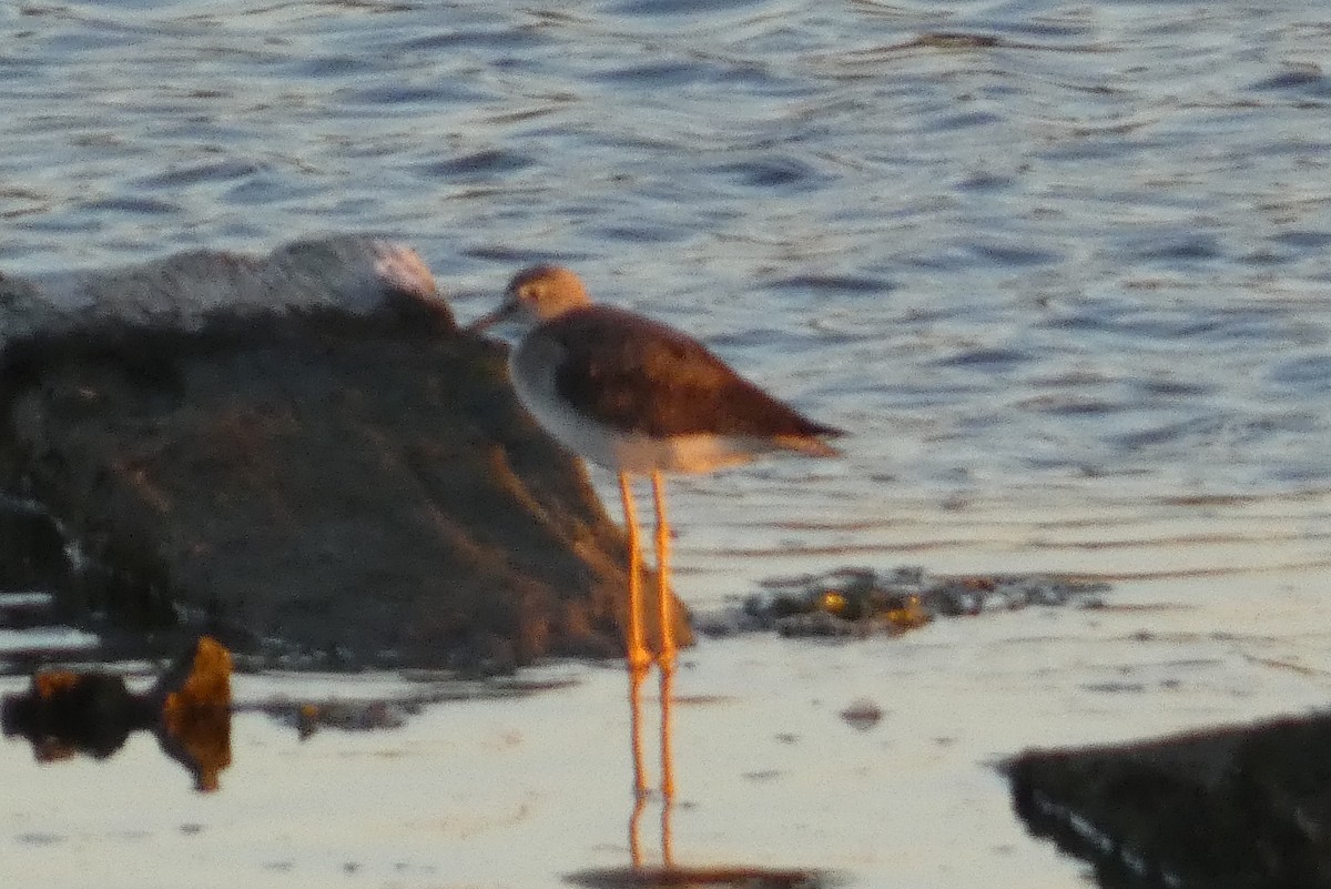 Коловодник строкатий - ML645023848