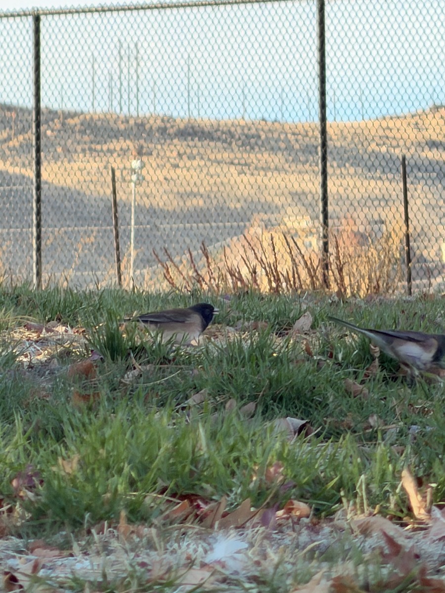 Юнко сірий [група oreganus] - ML645023849