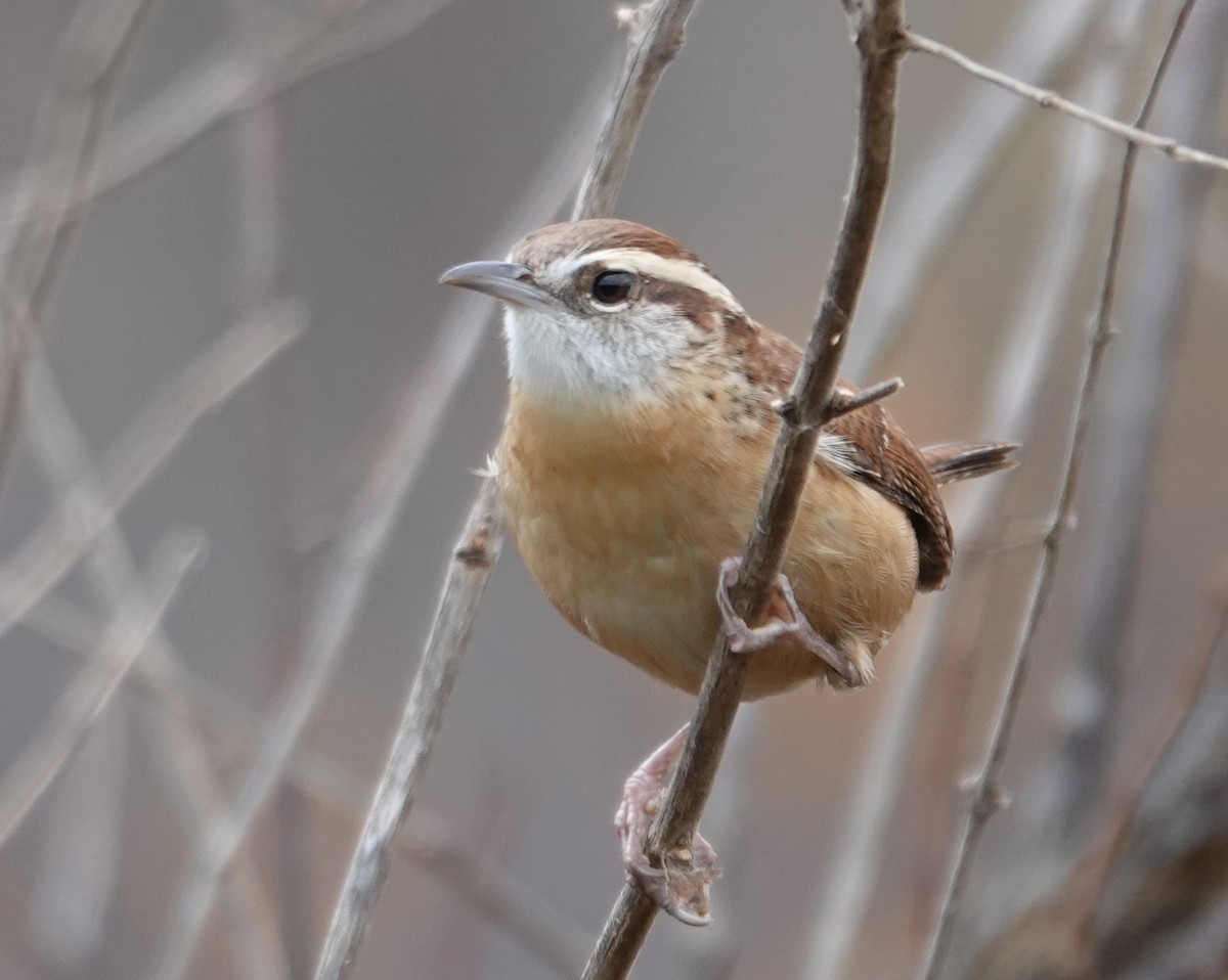 Поплітник каролінський - ML645023850
