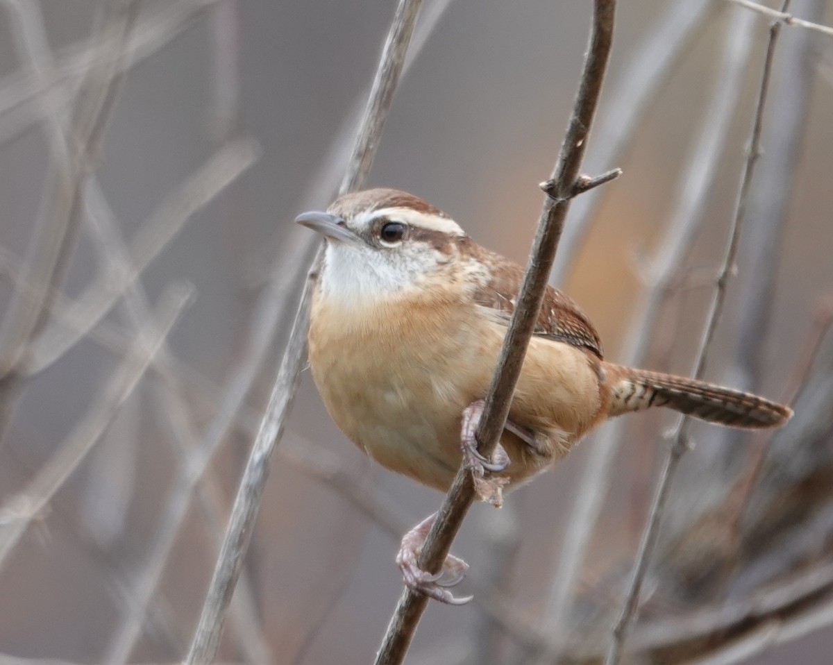 Поплітник каролінський - ML645023851