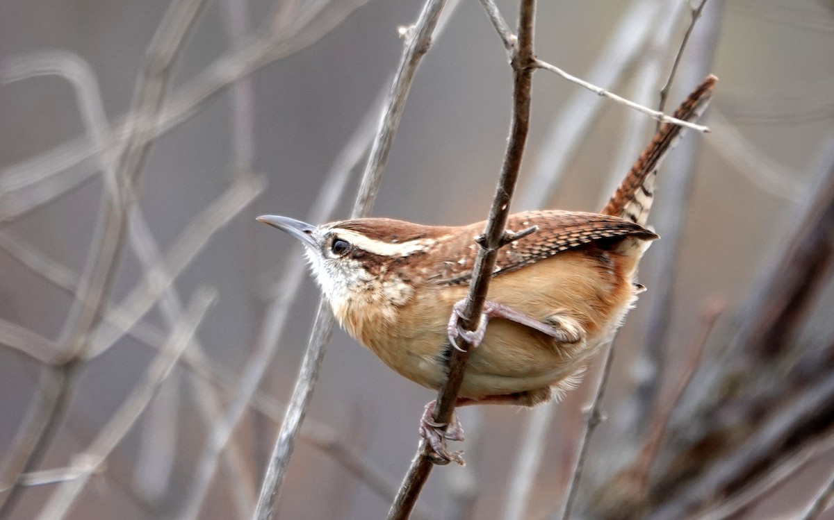 Поплітник каролінський - ML645023852