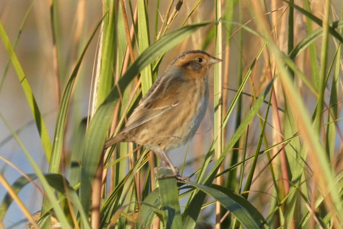 Багновець блідий - ML645023853