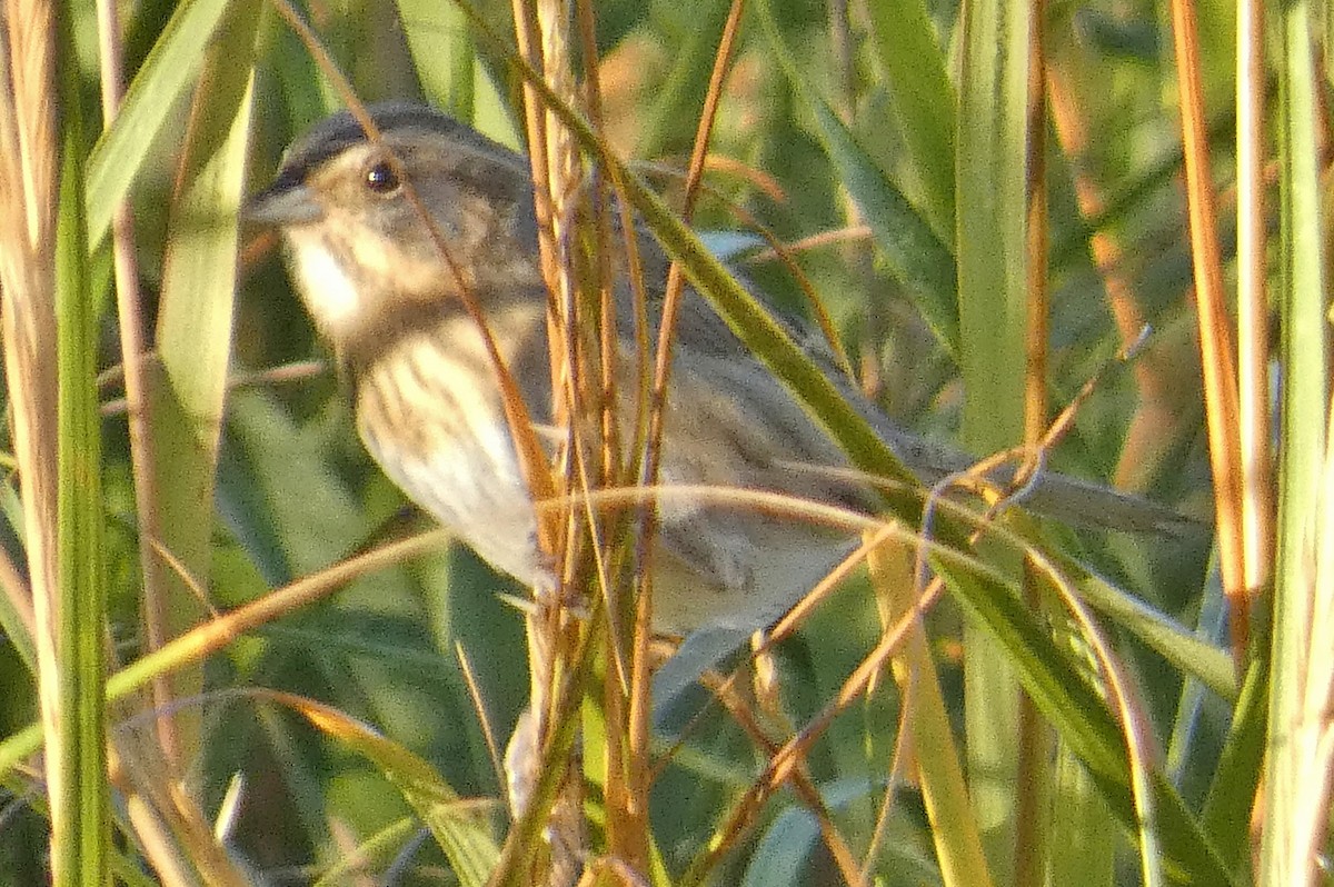 Багновець блідий - ML645023854
