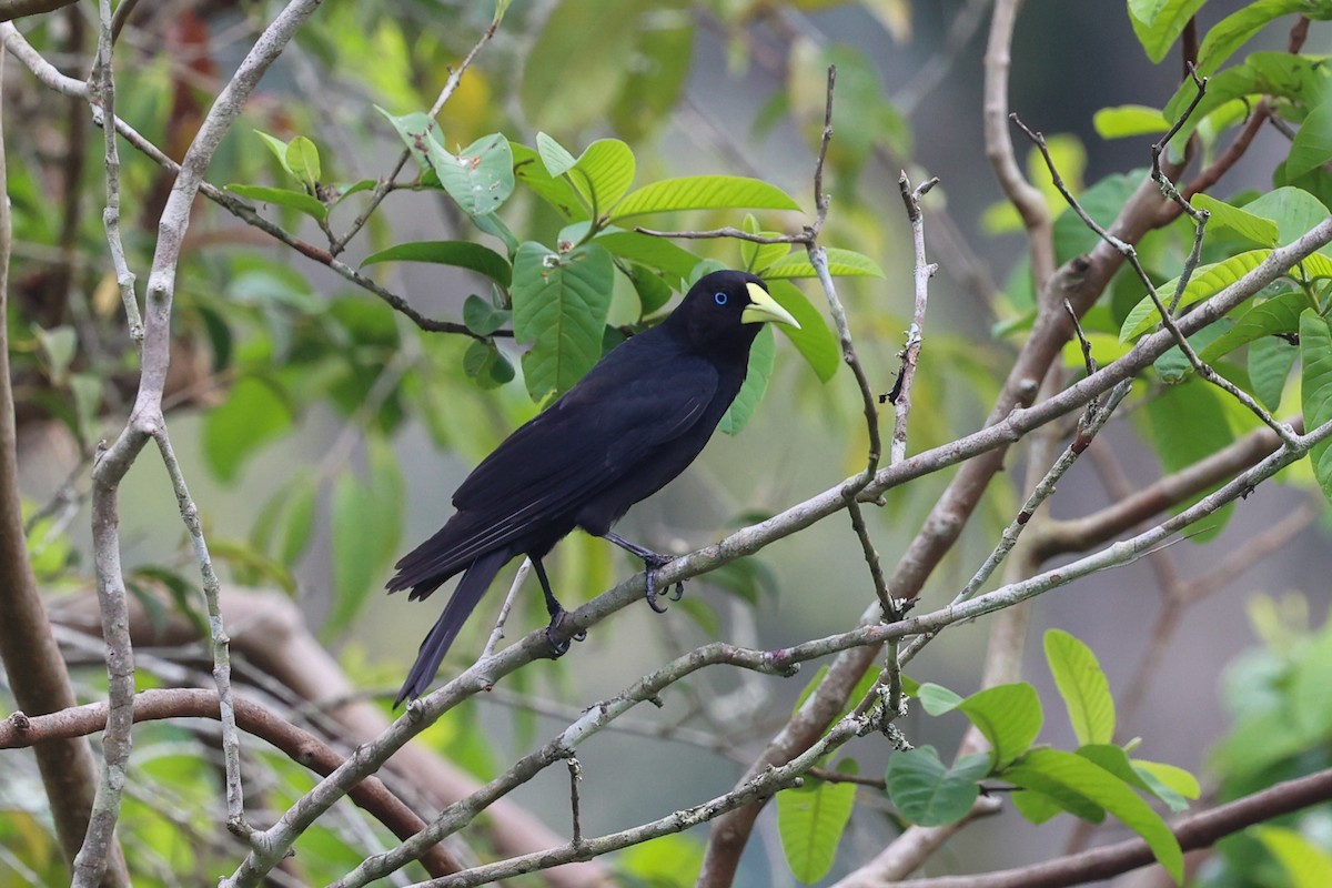 Касик червоногузий - ML645023856