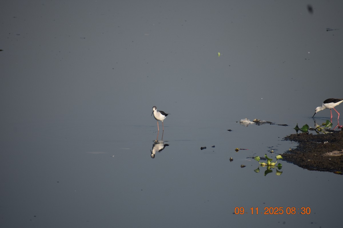 Кулик-довгоніг чорнокрилий - ML645023857