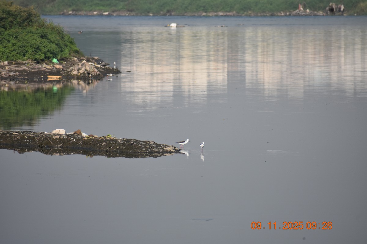 Кулик-довгоніг чорнокрилий - ML645023858