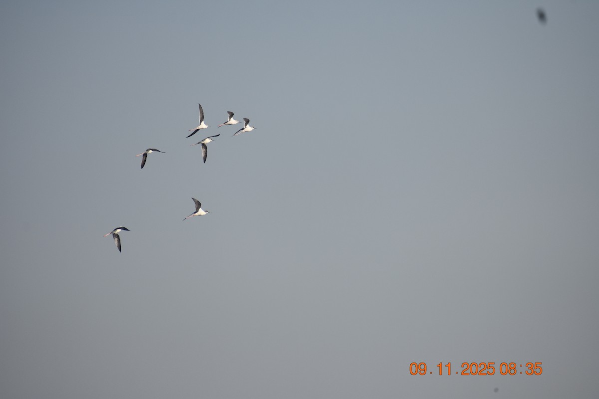 Кулик-довгоніг чорнокрилий - ML645023859