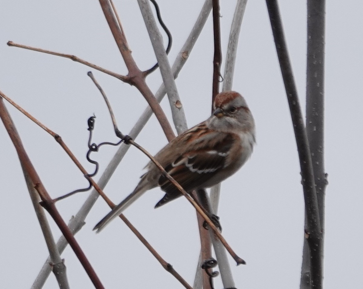 Пасовник північний - ML645023862