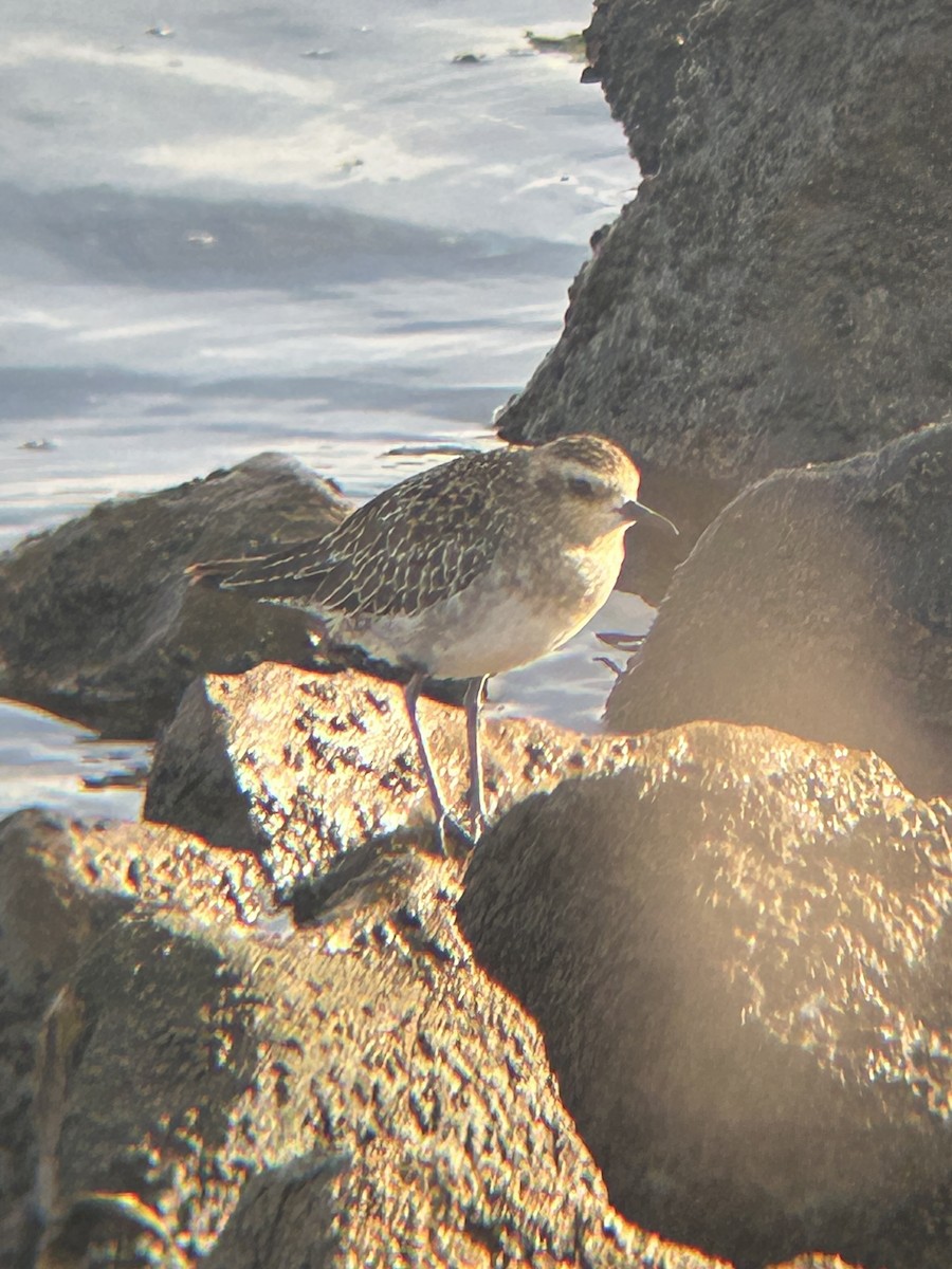 Pacific Golden-Plover - ML645023898