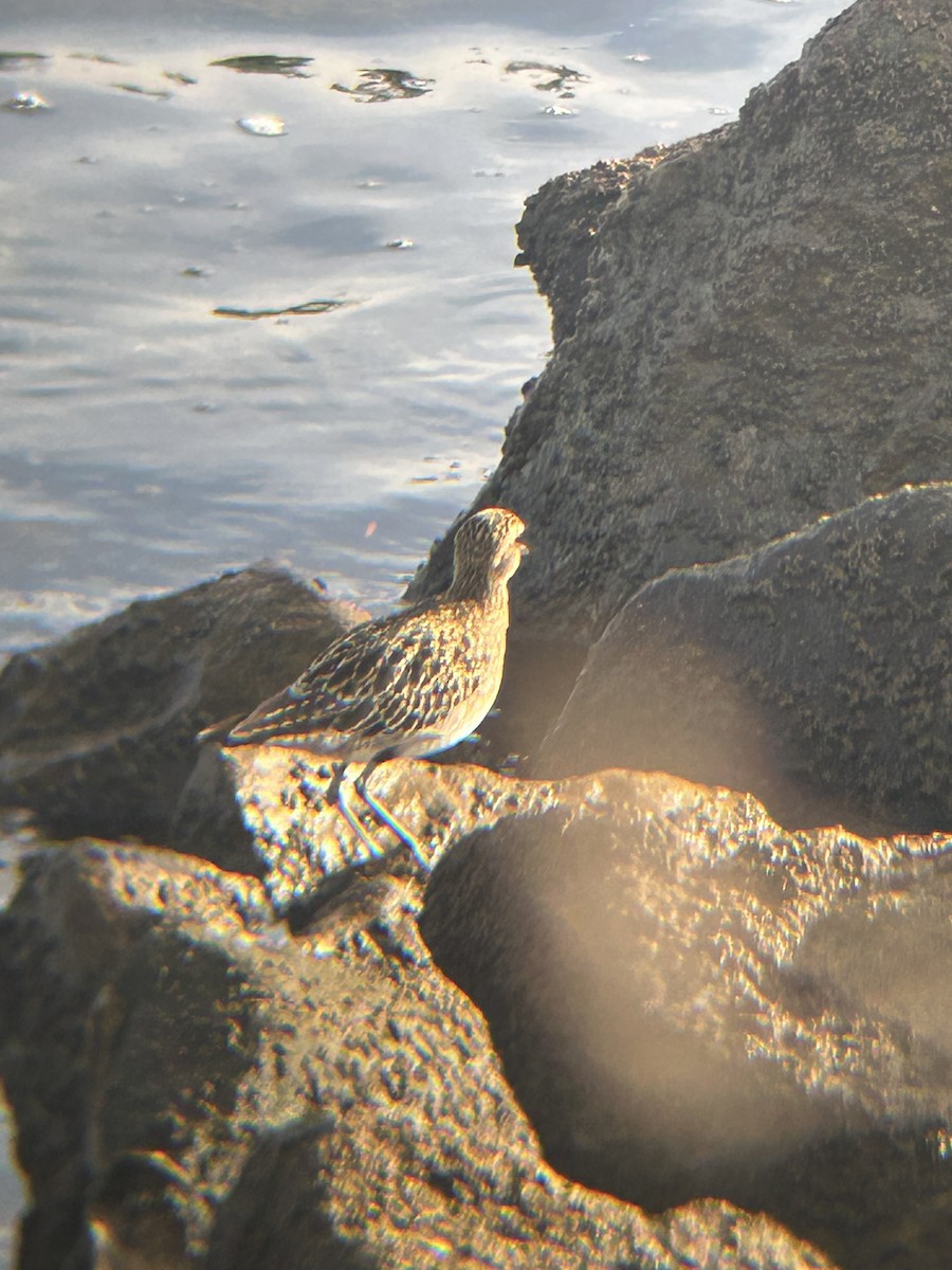 Pacific Golden-Plover - ML645023899