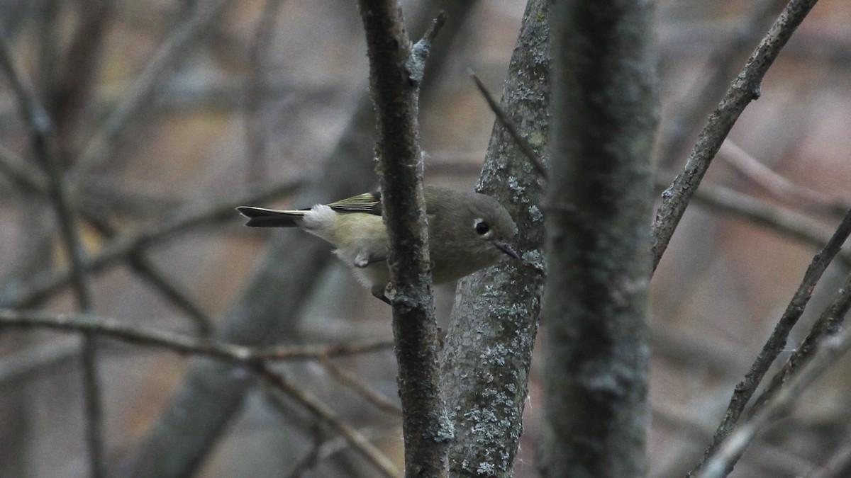 מלכילון אמריקני - ML645023901