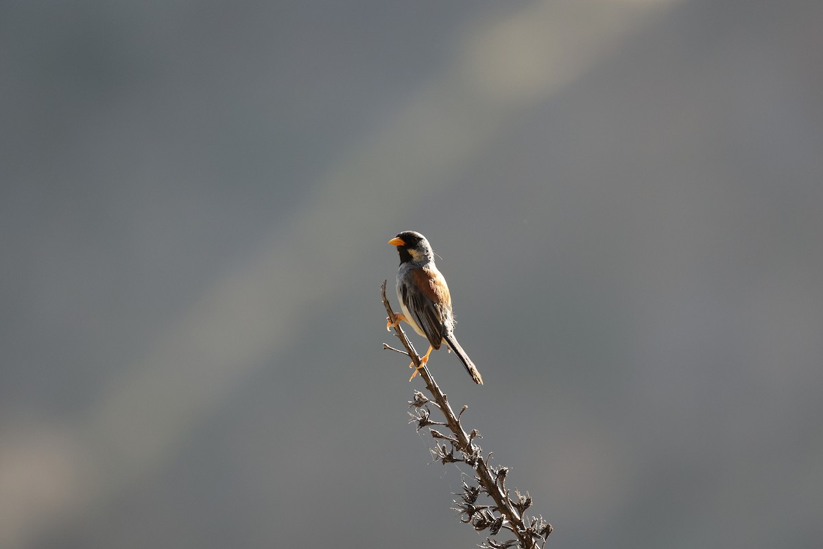 Buff-bridled Inca-Finch - ML645023903