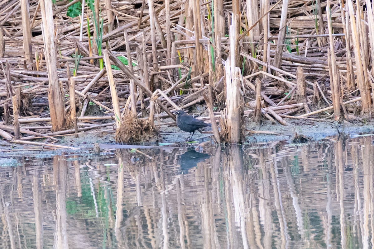 Rusty Blackbird - ML645023904