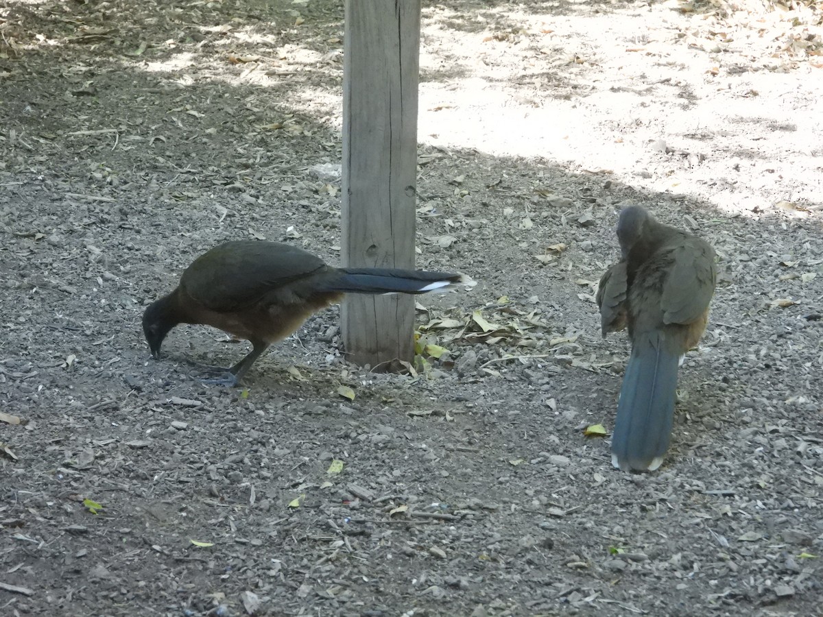 Plain Chachalaca - ML645023924