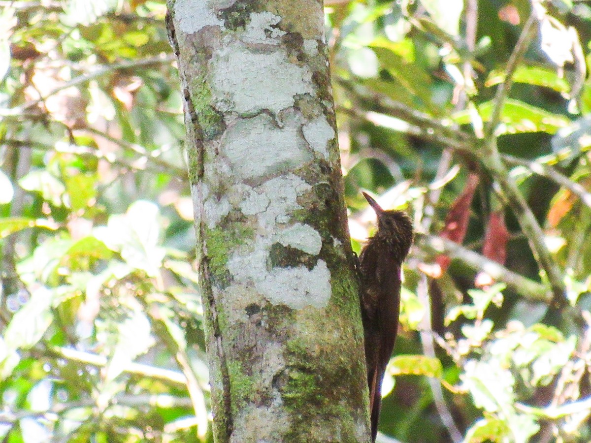 Black-banded Woodcreeper - ML645023929