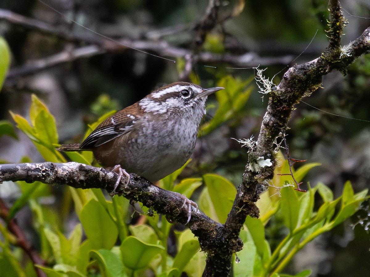Timberline Wren - ML645023935