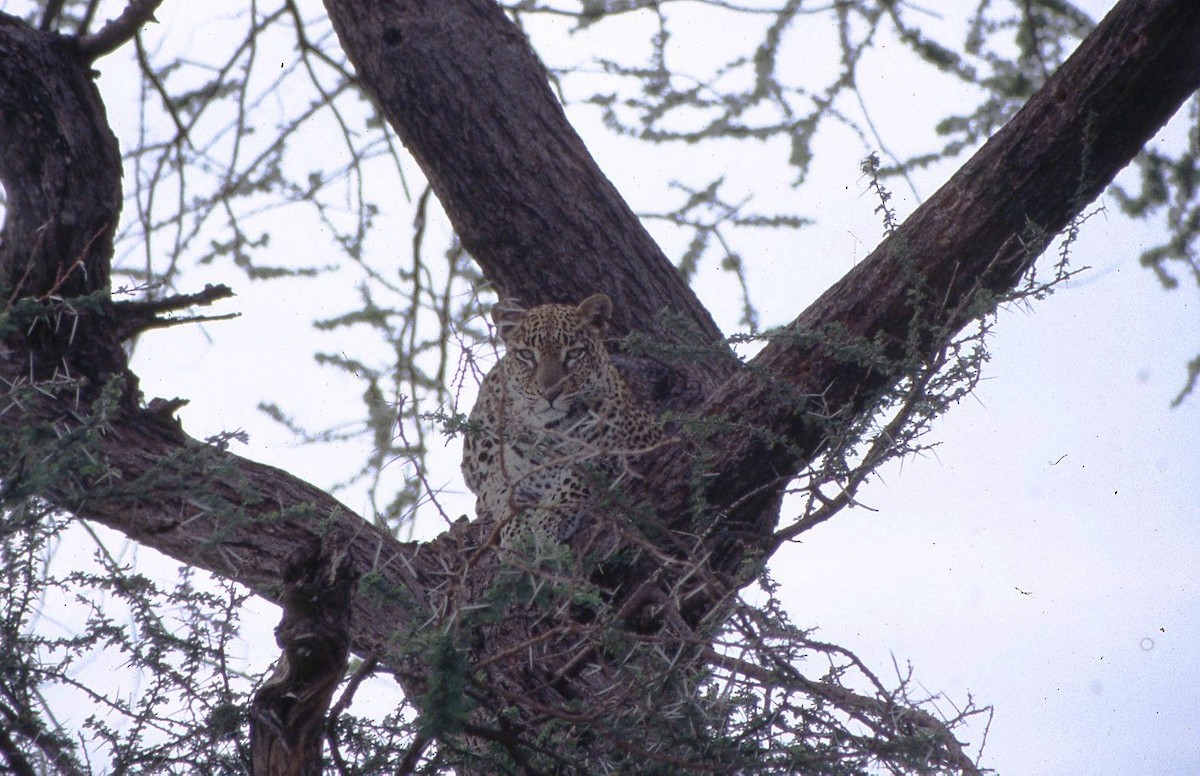 African Leopard - ML645023944