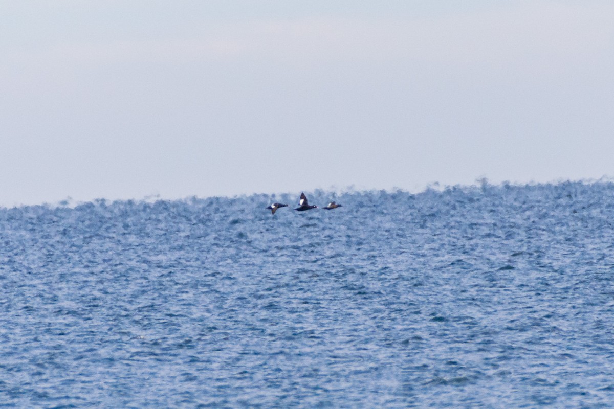 White-winged Scoter - ML645023946