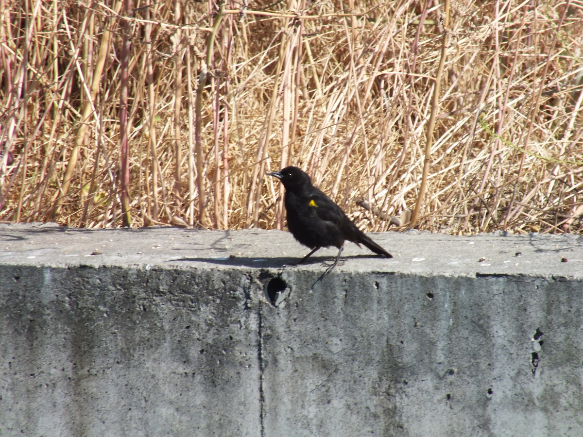 Varillero Aliamarillo - ML645023984