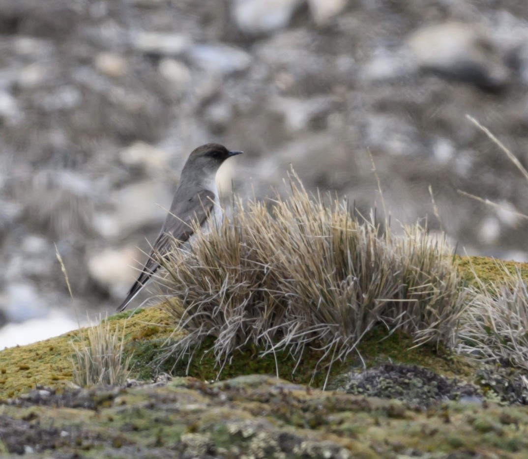 Dark-faced Ground-Tyrant - ML645023999