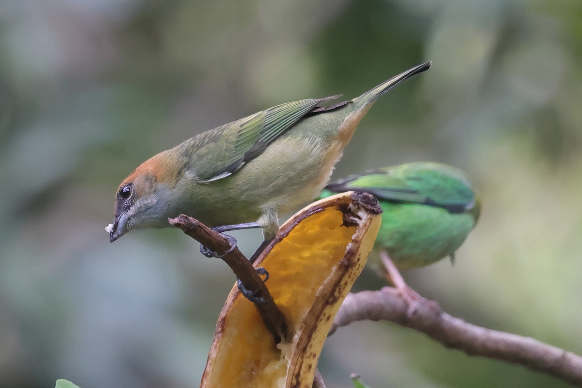 Черноспинная танагра - ML645024004