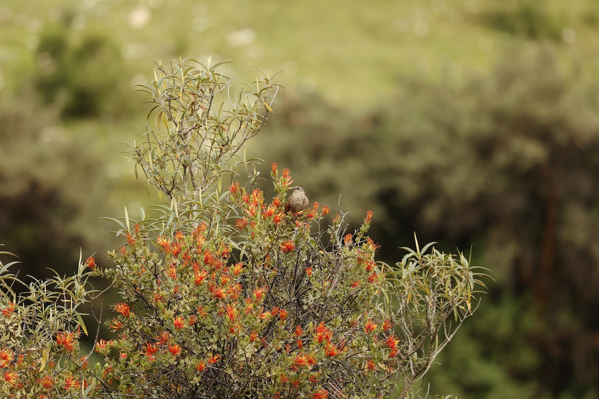 Bandurrita Estriada - ML645024006