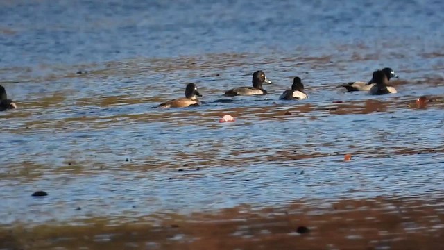 Чернь канадська - ML645024008