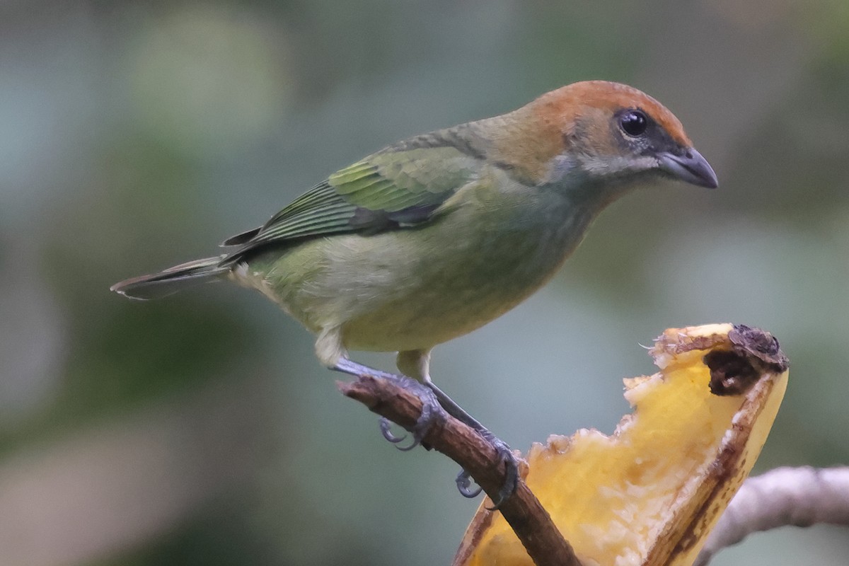 Черноспинная танагра - ML645024009