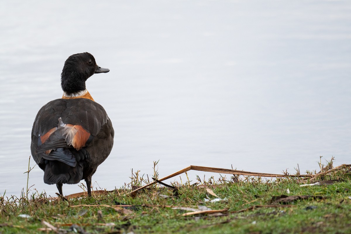 Australian Shelduck - ML645024010