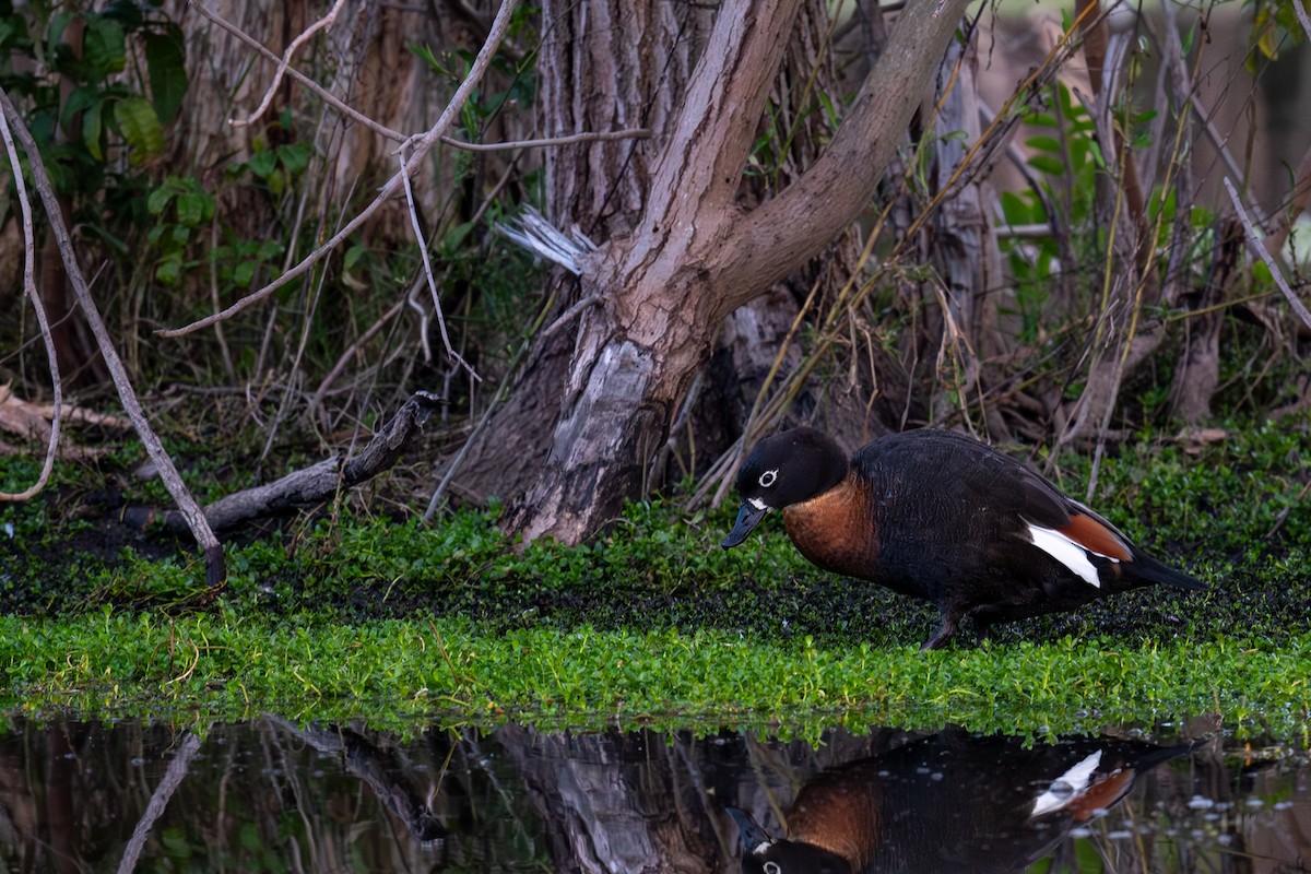 Australian Shelduck - ML645024013