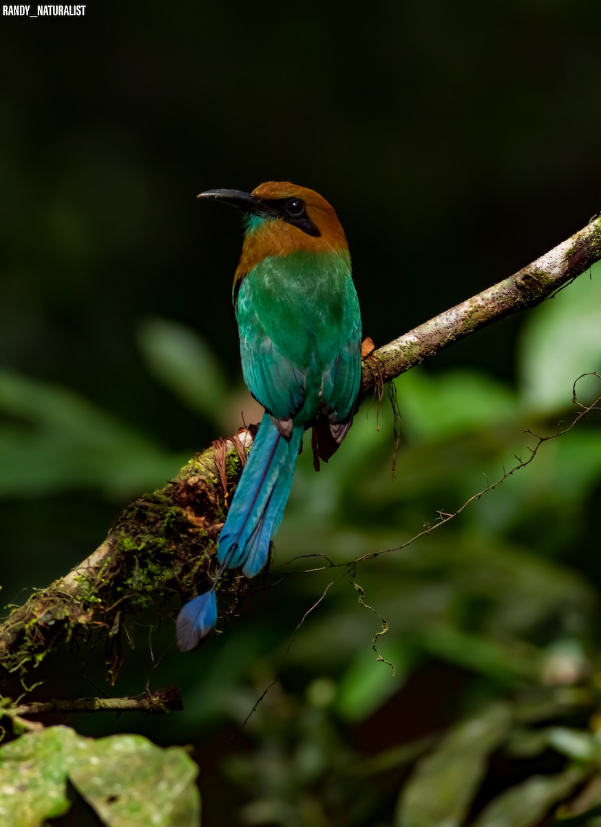 Koca Başlı Motmot - ML645024014