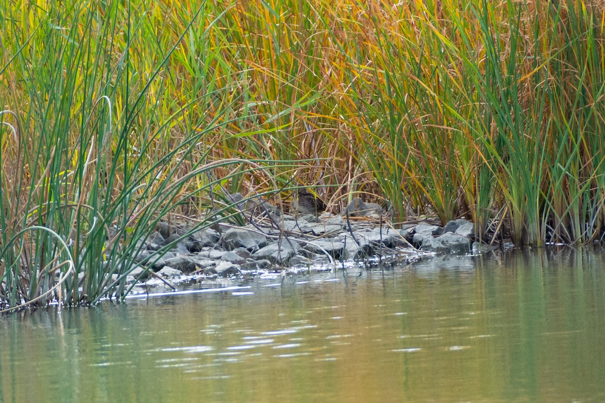 Wilson's Snipe - ML645024018
