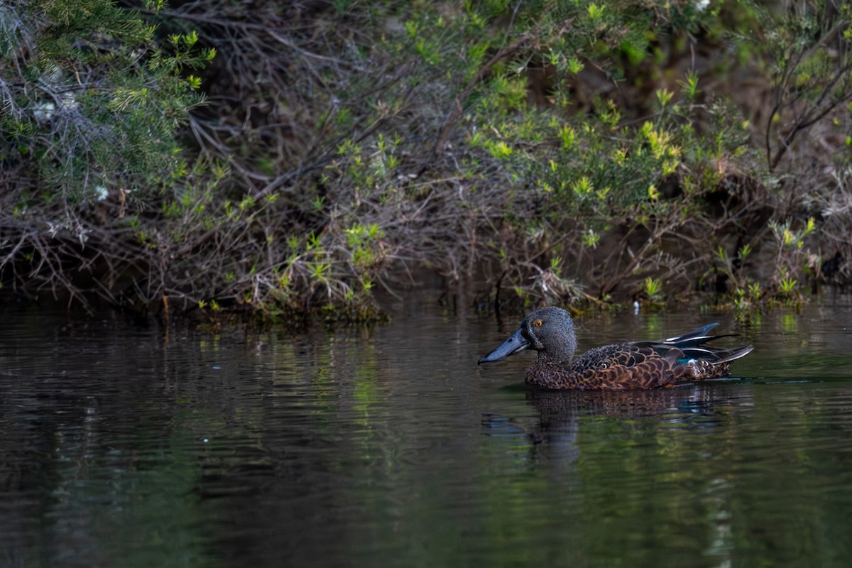 Australasian Shoveler - ML645024034