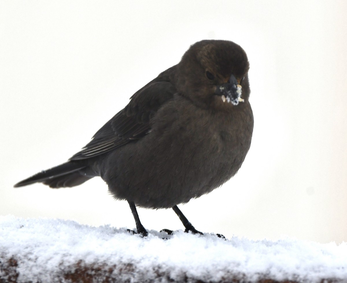 brunhodetrupial - ML645024047