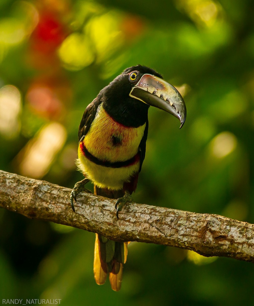 Kuşaklı Arasari - ML645024049