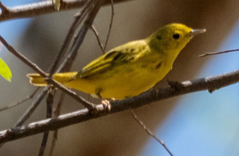 Northern Yellow Warbler - ML645024053