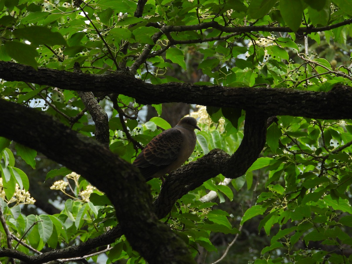 Oriental Turtle-Dove - ML645024057