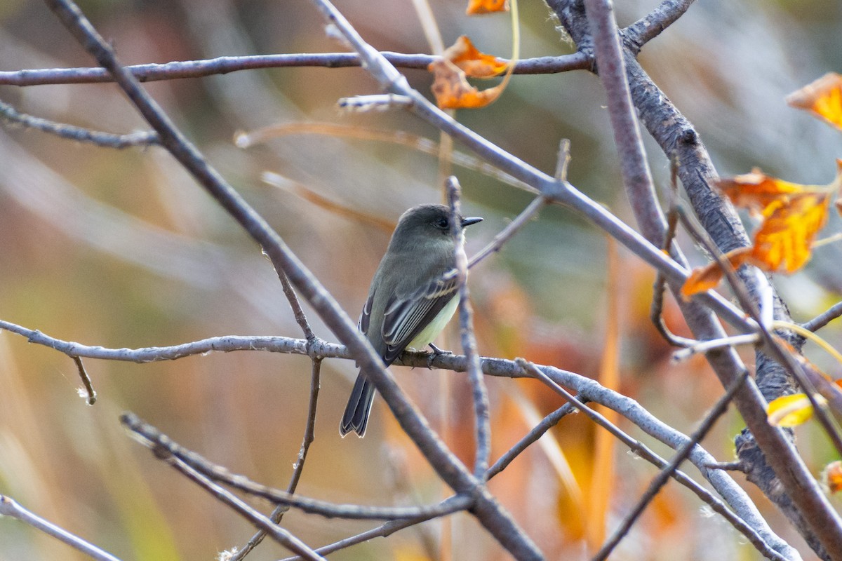 Eastern Phoebe - ML645024073