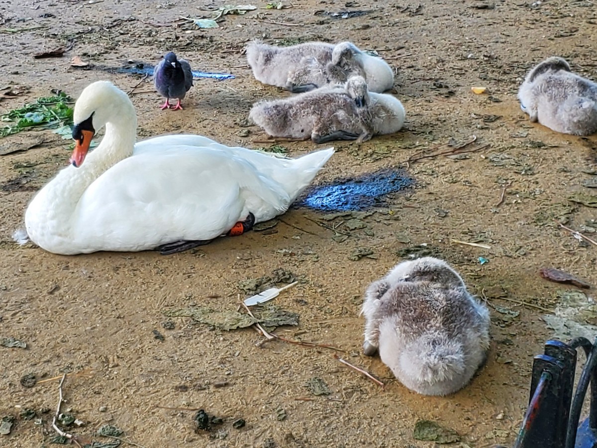 labuť velká - ML645024086