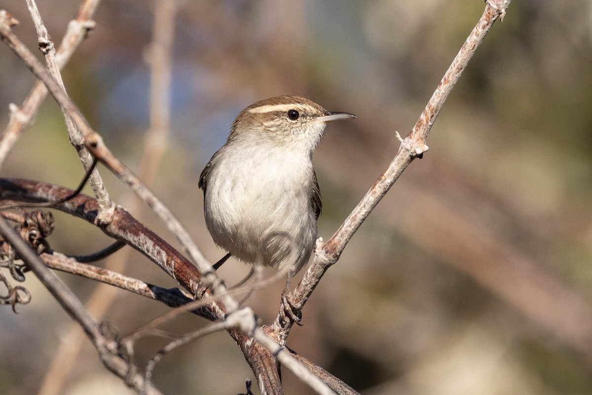 Підбуреник - ML645024093