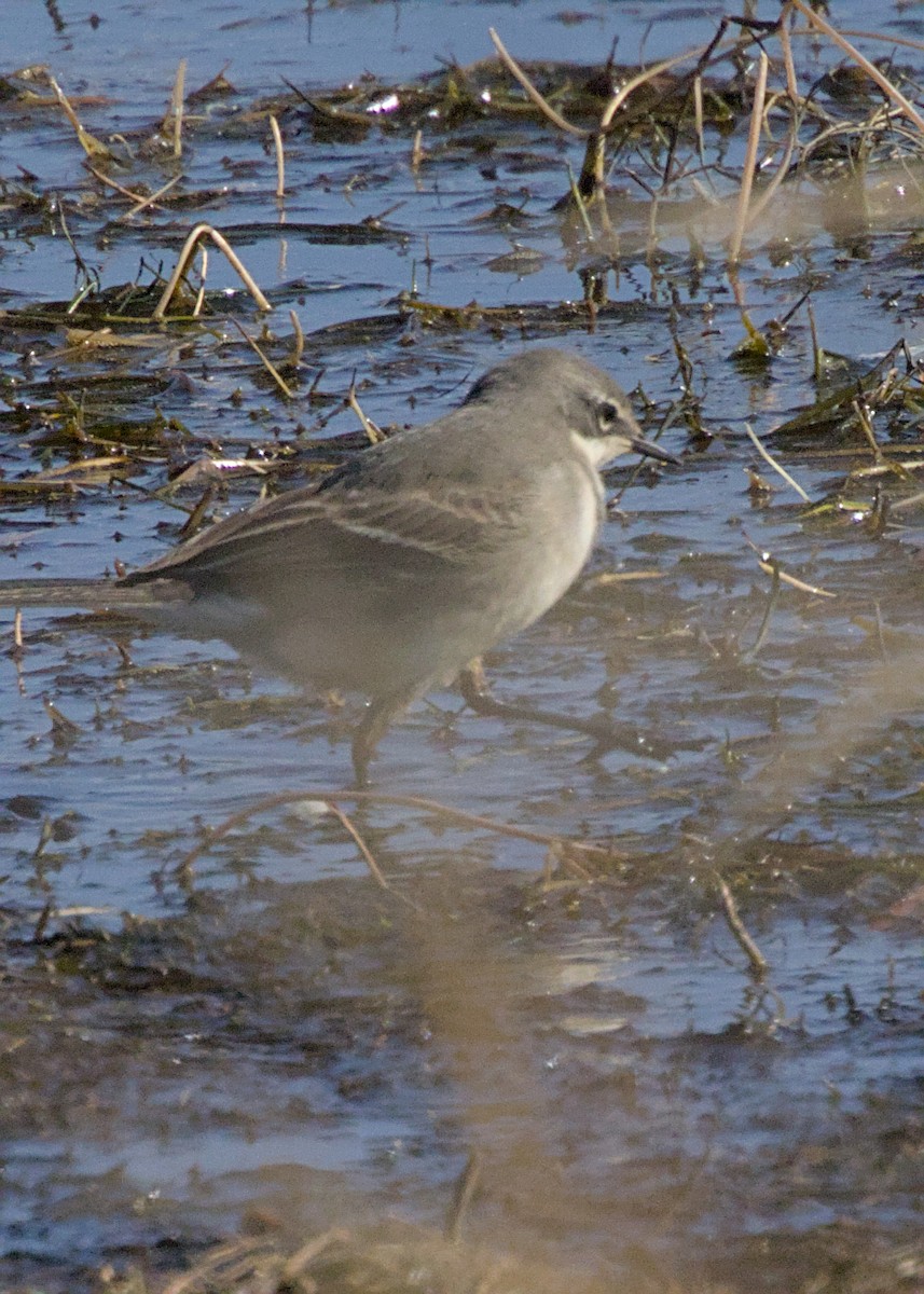 Cape Wagtail - ML645024123