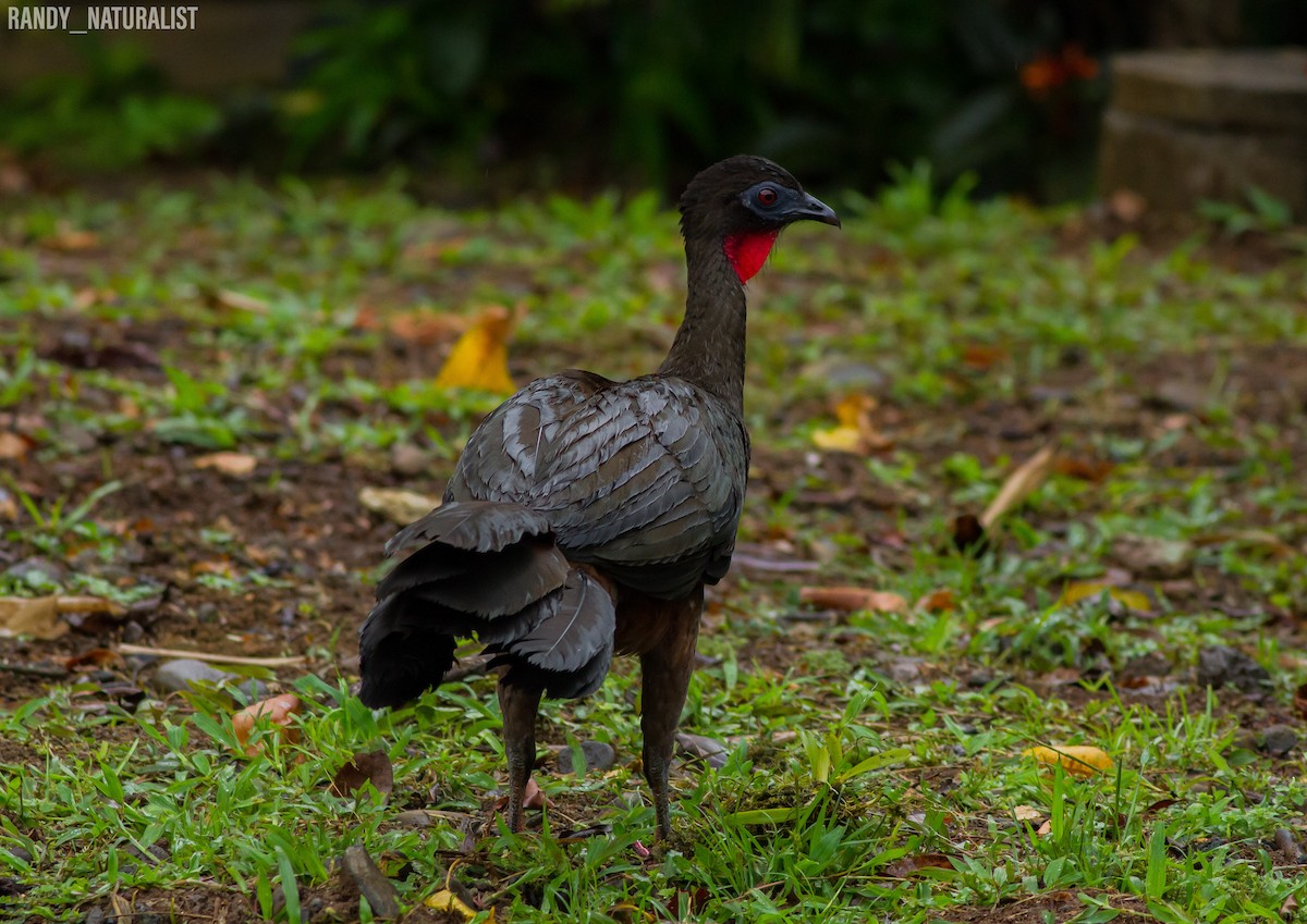 Tepeli Guan - ML645024124