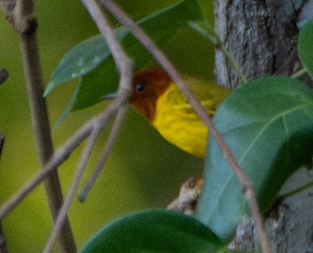 Mangrove Yellow Warbler - ML645024126